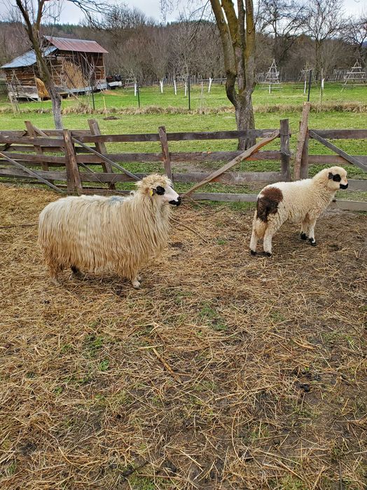 Vand oi cu miei dupa ele