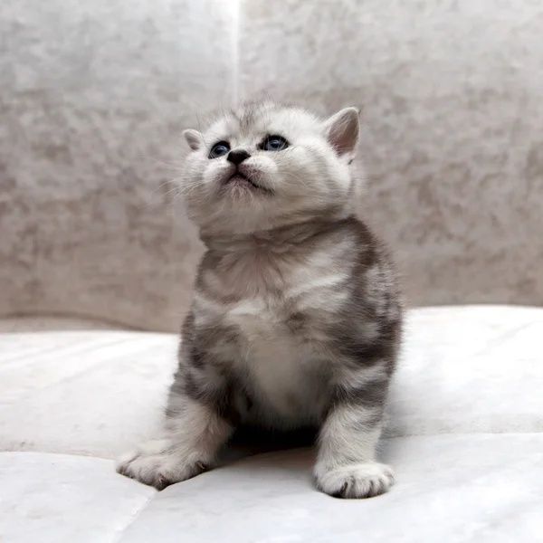 Шикарные шотландские котята