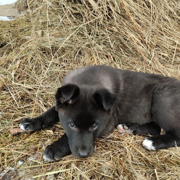 Отдам в добрые руки