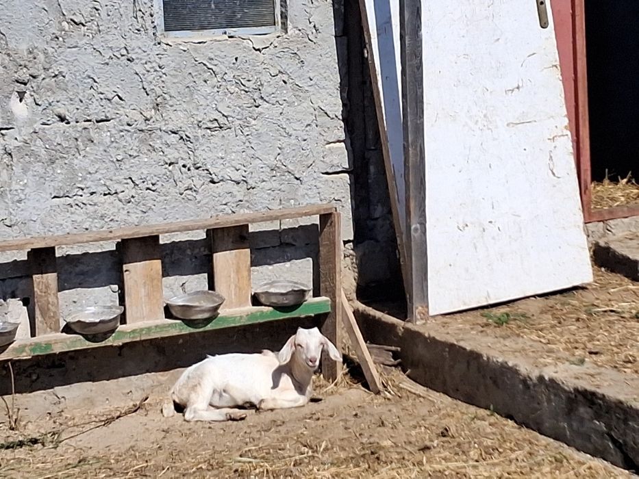 Vand iedute metis F1 si F2