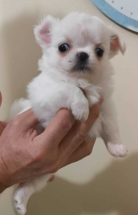 Чихуахуа ИСТИНСКИ !!!
