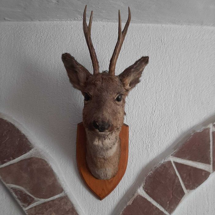 Антика Трофей от сръндак за декорация стена