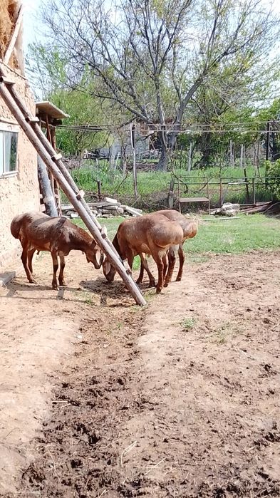 Қырғыз Арашан Қошқарлары!