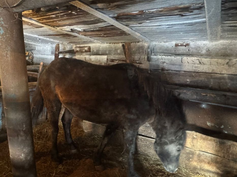 Жылкы лошадь согым