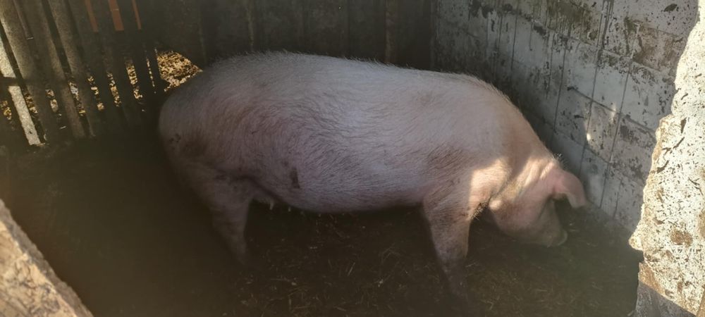 Продавам свиня след второ прасило