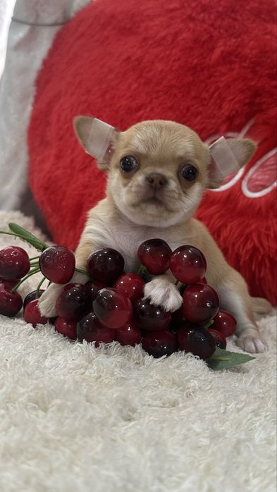 Кукольная девочка чихуахуа кобби