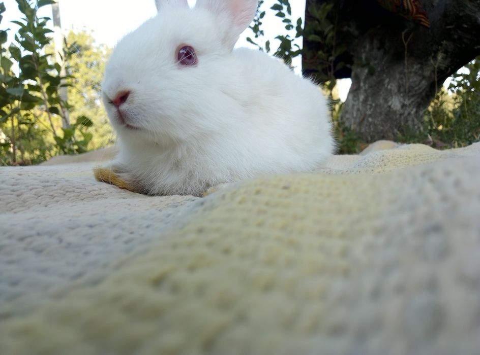 Quyon sotiladi xat xil