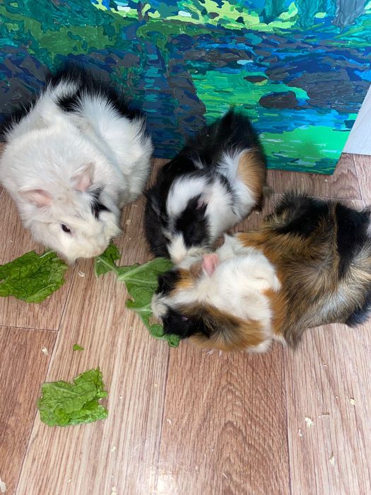 Продам морских свинок девочек