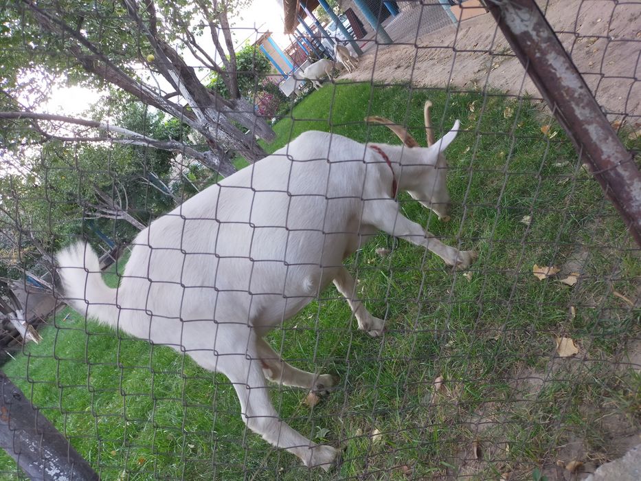 Ешкілер  сатылады. Зааненская