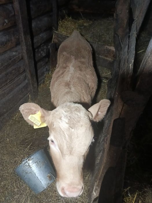 Продается бычек 2 месяца