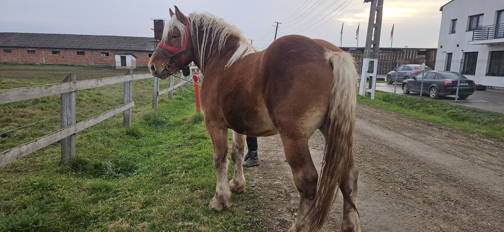 Armăsar comtois 3 ani