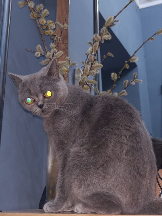 Взрослая кошечка,скотти страйт