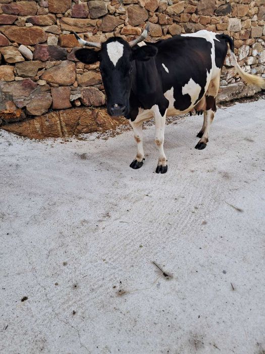 Продавам крава..