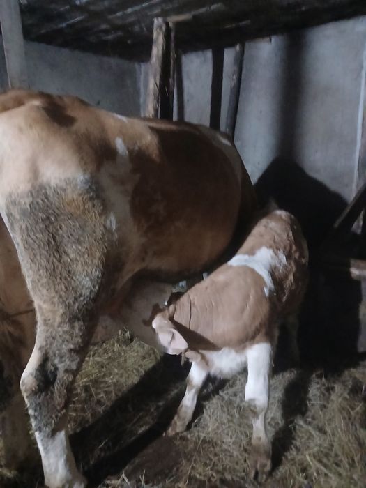 Vând 1 vaca din 2 bucăți la alegere 0745557326