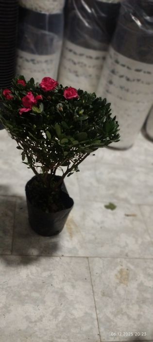 Камелия японская азалия японская