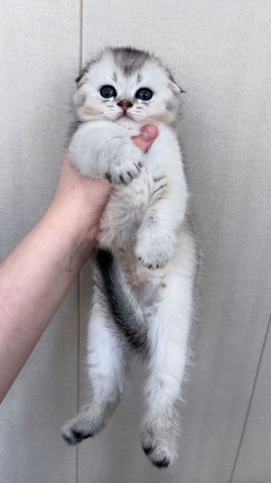 Продам котенка серебристая шиншилла скоттиш-фолд