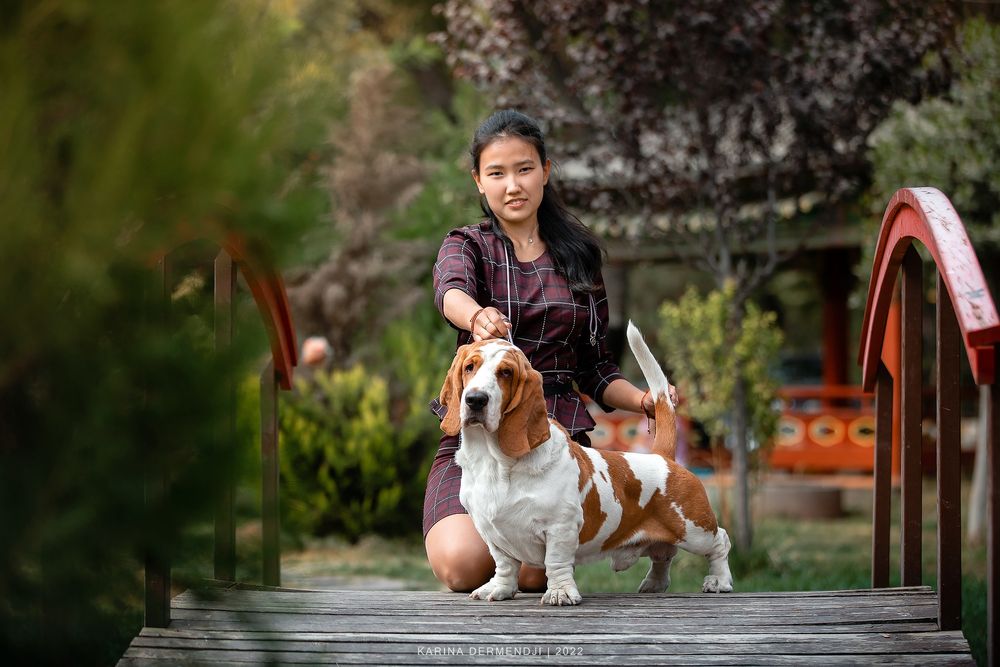 Кобель Бассет хаунда вязка