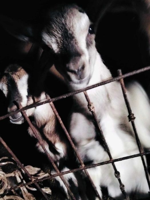 Альпийские козлята