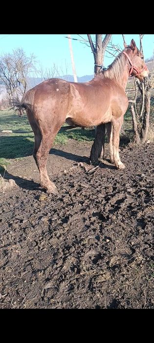 De vânzare cal garantat de ham