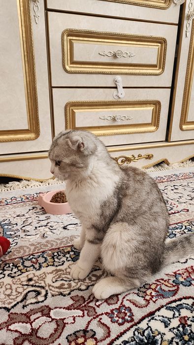 9 ойлик эркак мушук сотилади
