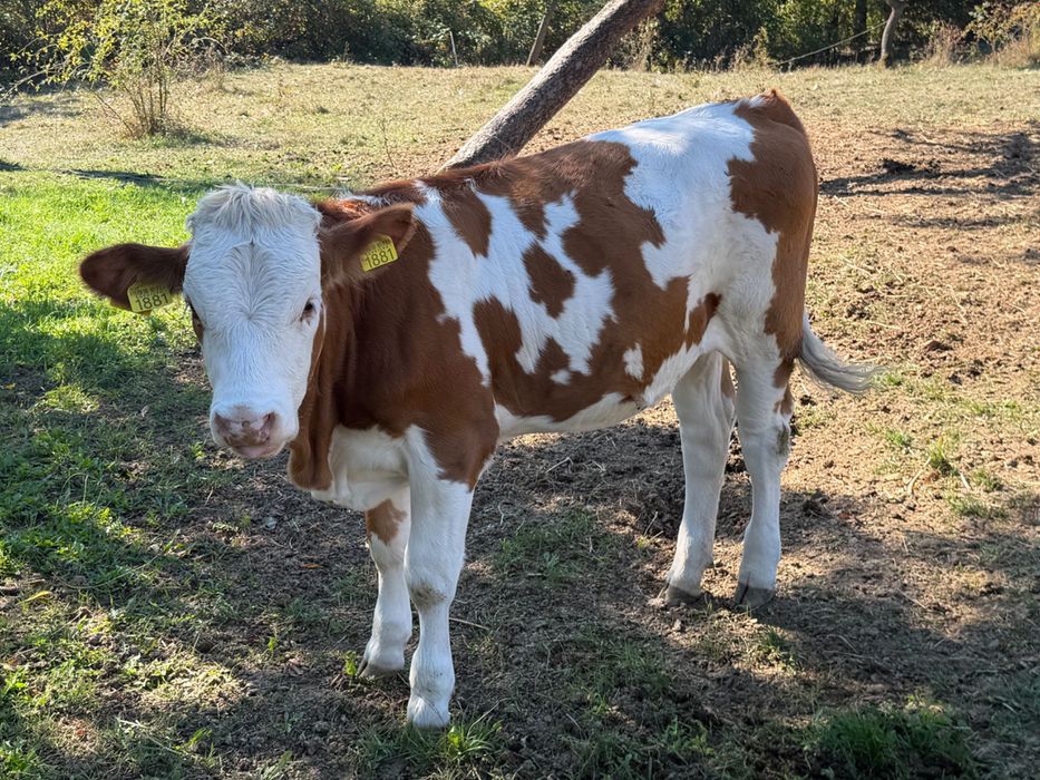 Vând vițea de 5 luni și vițel de 4 zile