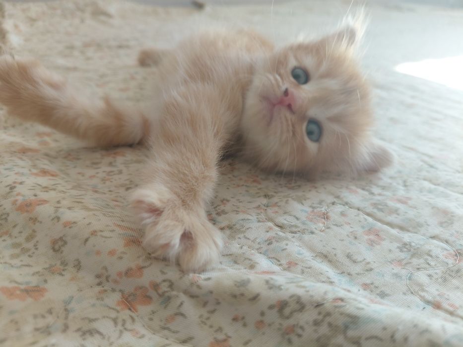 котёнок полу мейн-кун