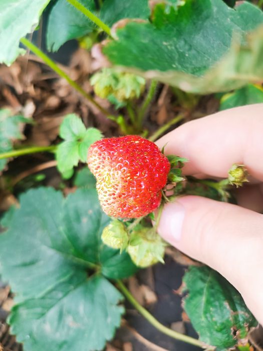 Дача ПК горняк  .