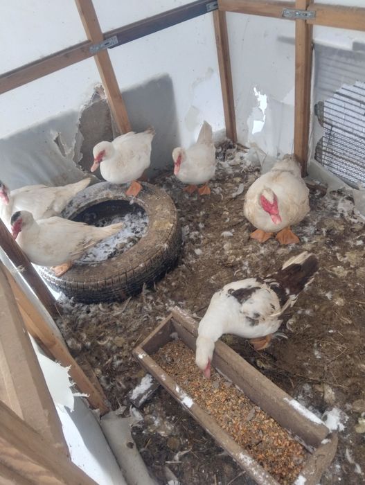 Продам индоуток.