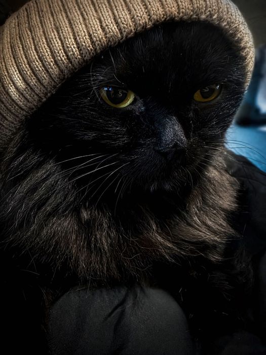 Кот в добрые руки