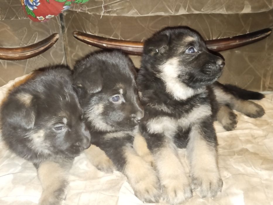 Щенки немецкой овчарки