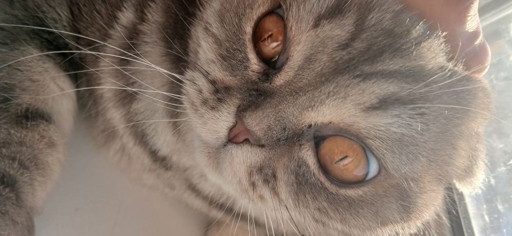 Отдам в Добрые руки