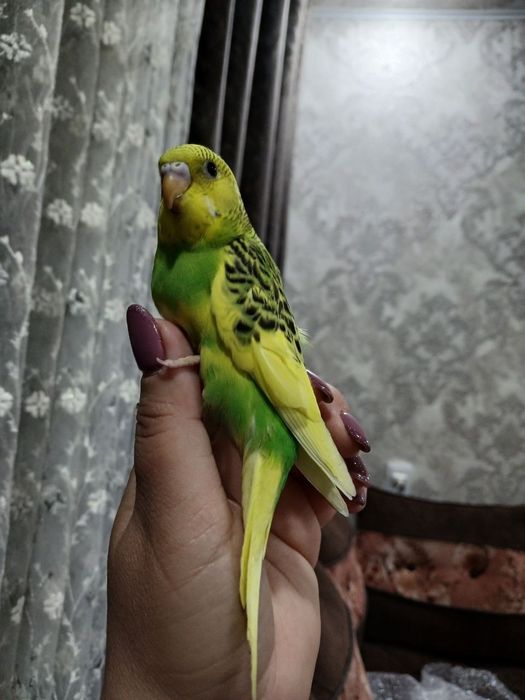 Волнистые попугаи