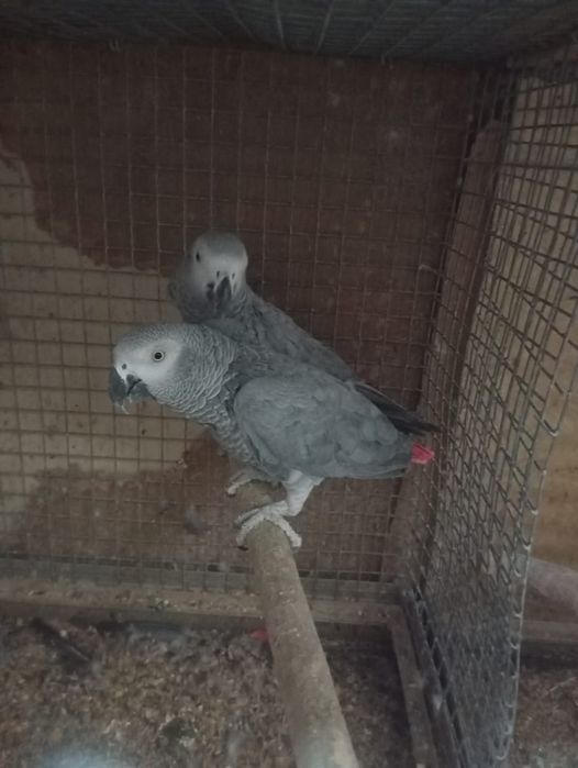 Продажа жако пара самец и самка