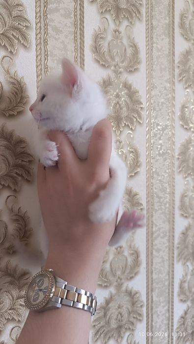 Продаются котята