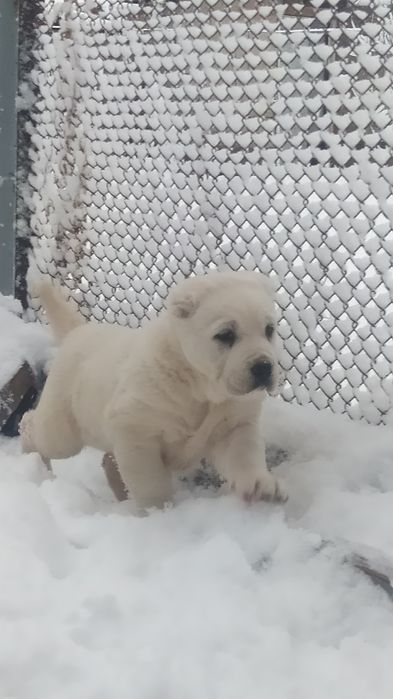 Чистый олабай гарантия