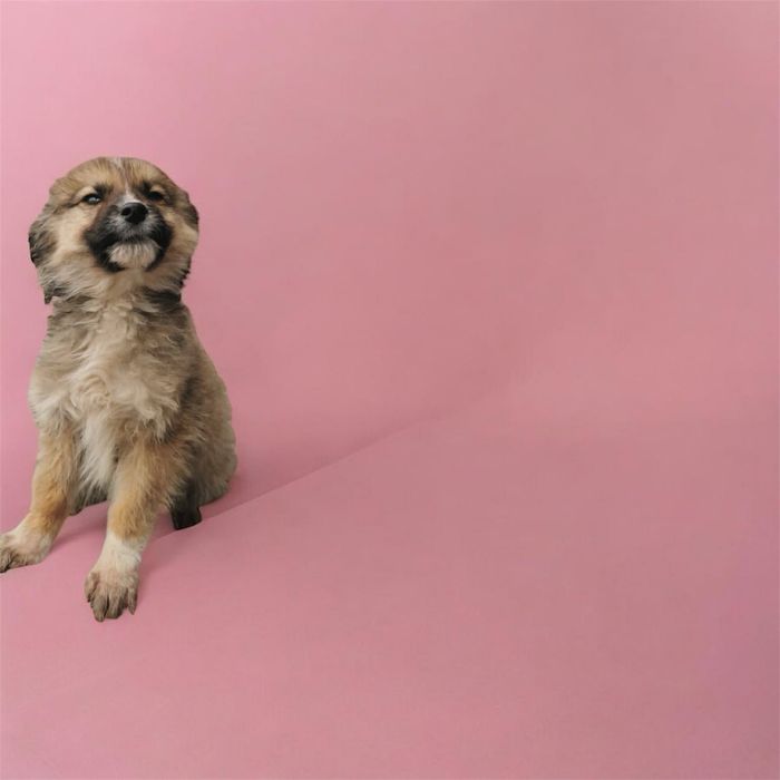 5 Căței metiș husky