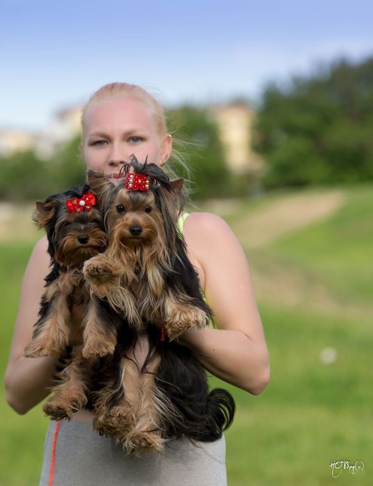 Клубные щенки Йорка!