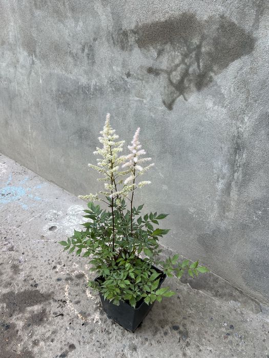 астильба бардовая белая сиреневая розовая