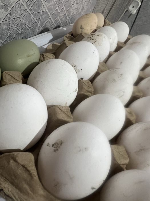 Продам крупные домашние яйца