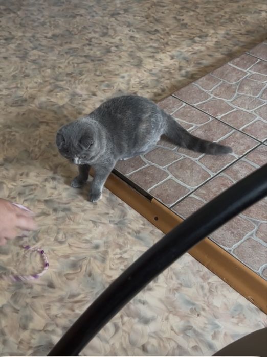Котенок вислоушка