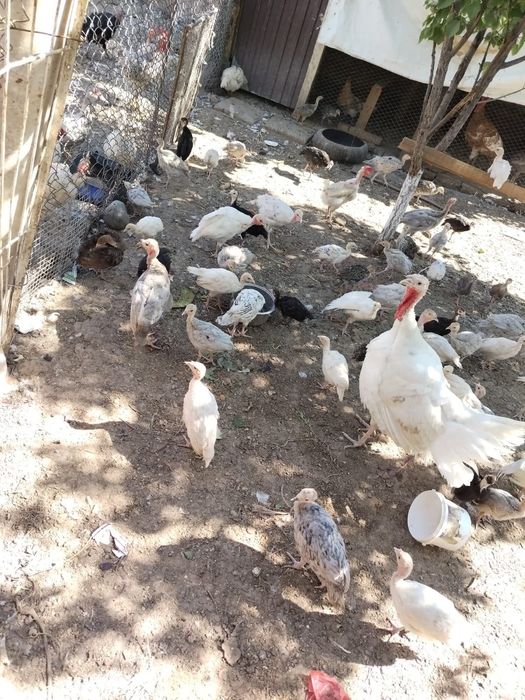 Индюшата, ундик балапандары