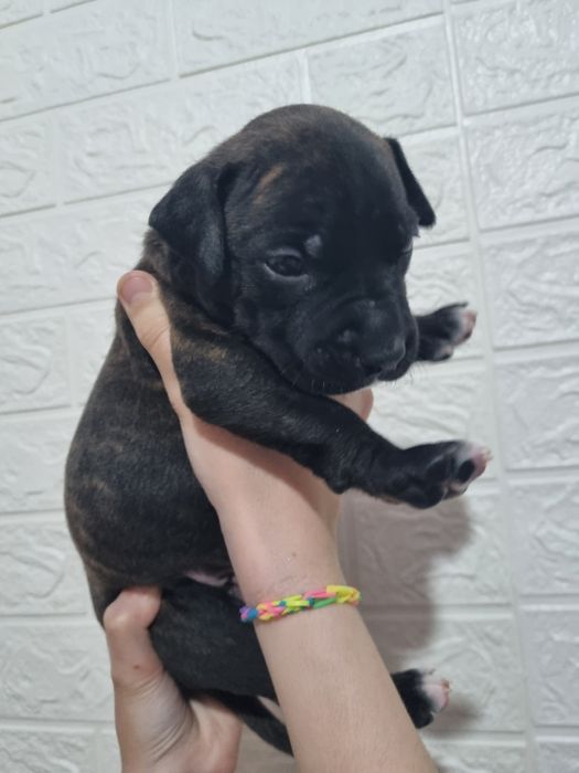 Продам  щенка стаффа