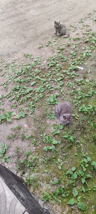 Отдам котят девочки