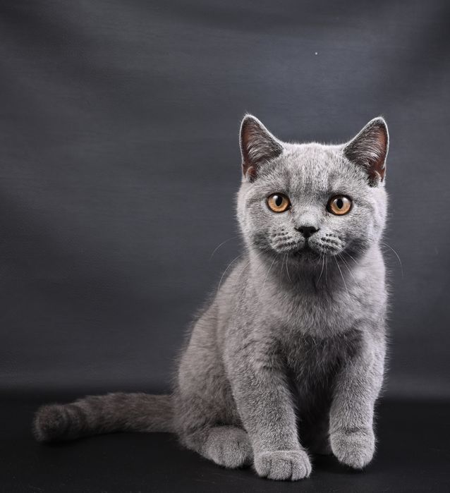 Pisicuță British Shorthair colour blue  cu pedigree