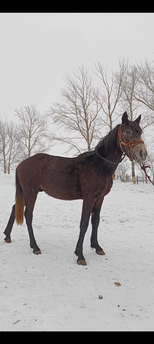 Лошади ,верховые ,упряжеые