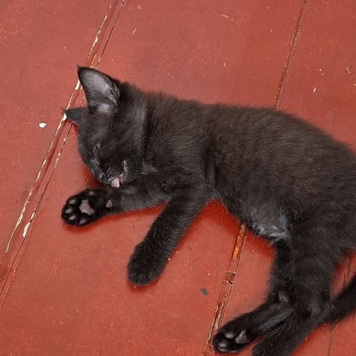 отдадим котят в добрые руки