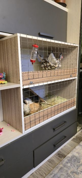 Морские свинки вместе со стелажем