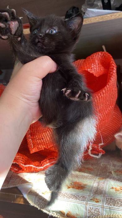 Котята мейнкун ищут семью