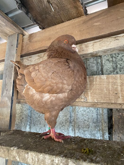 Vand sau schimb porumbei kingi