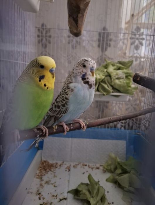 Papagali Perusi masculi